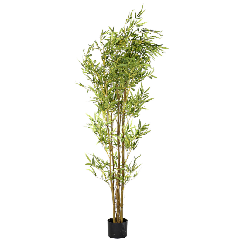 Planta Bambu 150